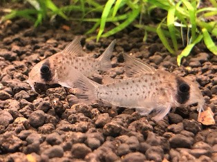 エビたちを持って来てくれたお客様 速水工房えびさん エビたちを持って来てくれたお客様 速水工房えびさん