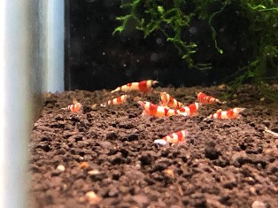 エビを持って来てくれたお客様 ちえちゃん エビを持って来てくれたお客様 ちえちゃん