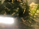 エビたちを持って来てくれたお客様 速水工房えびさん エビたちを持って来てくれたお客様 速水工房えびさん