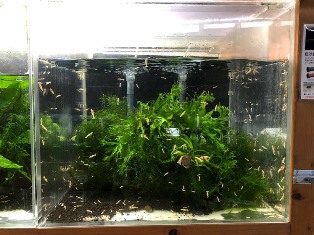 エビたちを持って来てくれたお客様 速水工房えびさん エビたちを持って来てくれたお客様 速水工房えびさん