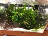 エビたちを持って来てくれたお客様 速水工房えびさん エビたちを持って来てくれたお客様 速水工房えびさん