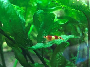 エビを持って来てくれたお客様 ちえちゃん エビを持って来てくれたお客様 ちえちゃん