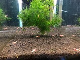 エビを持って来てくれたお客様 えびまめさん エビを持って来てくれたお客様 えびまめさん