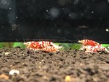 エビを持って来てくれたお客様 エビテックさん エビを持って来てくれたお客様 エビテックさん