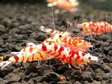 エビを持って来てくれたお客様 エビテックさん エビを持って来てくれたお客様 エビテックさん