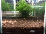 エビを持って来てくれたお客様 エビテックさん エビを持って来てくれたお客様 エビテックさん