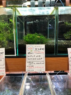 ヤフオク! 出品中 エビテックさん 終了日時 6.15(木)21:47 ヤフオク! 出品中 エビテックさん 終了日時 6.15(木)21:47