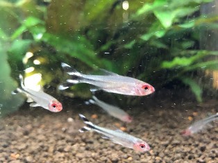 エビを持って来てくれたお客様 エビテックさん エビを持って来てくれたお客様 エビテックさん