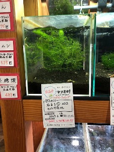 ヤフオク! 出品中 石まろさん 終了日 6.16(金)20:55 ヤフオク! 出品中 石まろさん 終了日 6.16(金)20:55