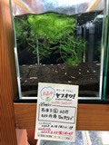 エビを持って来てくれたお客様 石まろさん エビを持って来てくれたお客様 石まろさん