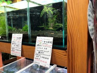 ヤフオク! 出品中 ファンシータイガーシュリンプ 終了日時 6.24(土)21:26 ヤフオク! 出品中 ファンシータイガーシュリンプ 終了日時 6.24(土)21:26