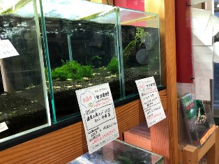 ヤフオク! 出品中 レッドビーシュリンプ 終了日時2023.06.24(土)21:31 ヤフオク! 出品中 レッドビーシュリンプ 終了日時2023.06.24(土)21:31