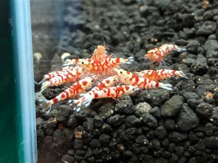 ヤフオク! 出品中 ファンシータイガーシュリンプ 終了日時 7月6日(木)21:39 ヤフオク! 出品中 ファンシータイガーシュリンプ 終了日時 7月6日(木)21:39