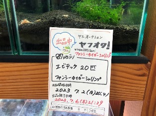 ヤフオク! 出品中 ファンシータイガーシュリンプ 終了日時 7月6日(木)21:39 ヤフオク! 出品中 ファンシータイガーシュリンプ 終了日時 7月6日(木)21:39