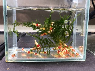 ヤフオク! 出品中 レッドビーシュリンプ 終了日時 7.12(水)21:50 ヤフオク! 出品中 レッドビーシュリンプ 終了日時 7.12(水)21:50