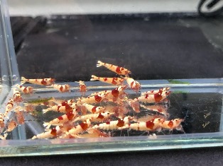 ヤフオク! 出品中 レッドビーシュリンプ 終了日時 7.12(水)21:57 ヤフオク! 出品中 レッドビーシュリンプ 終了日時 7.12(水)21:57