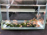 エビを持って来てくれたお客様 エビテックさん エビを持って来てくれたお客様 エビテックさん