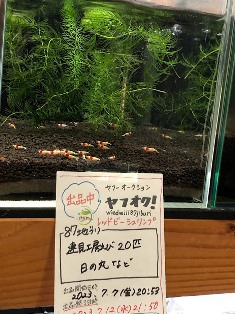 ヤフオク! 出品中 レッドビーシュリンプ 終了日時 7.12(水)21:50 ヤフオク! 出品中 レッドビーシュリンプ 終了日時 7.12(水)21:50