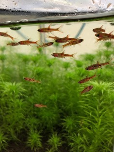エビを持って来てくれたお客様 エビテックさん エビを持って来てくれたお客様 エビテックさん