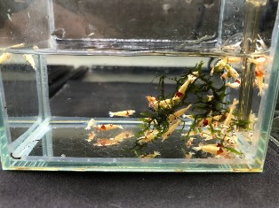 エビを持って来てくれたお客様 ノラさん エビを持って来てくれたお客様 ノラさん