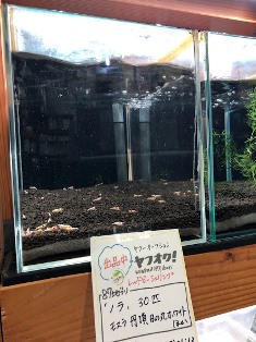 ヤフオク! 出品中 レッドビーシュリンプ 終了日時 8月4日(金)22:09 ヤフオク! 出品中 レッドビーシュリンプ 終了日時 8月4日(金)22:09