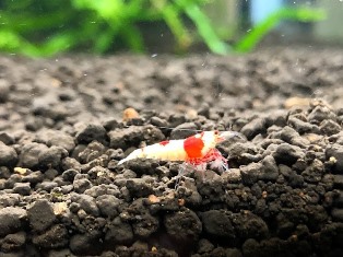 エビを持って来てくれたお客様 みさたけさん エビを持って来てくれたお客様 みさたけさん