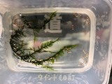エビを持って来てくれたお客様 みさたけさん エビを持って来てくれたお客様 みさたけさん