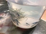 エビを持って来てくれたお客様 鈴敏シュリンプさん エビを持って来てくれたお客様 鈴敏シュリンプさん