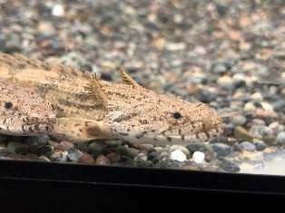 エビを持って来てくれたお客様 みさたけさん エビを持って来てくれたお客様 みさたけさん