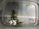 エビを持って来てくれたお客様 ノラさん 鈴敏シュリンプさん エビを持って来てくれたお客様 ノラさん 鈴敏シュリンプさん