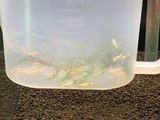 エビを持って来てくれたお客様 ノラさん 鈴敏シュリンプさん エビを持って来てくれたお客様 ノラさん 鈴敏シュリンプさん
