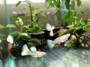 エビを持って来てくれたお客様 ノラさん 鈴敏シュリンプさん エビを持って来てくれたお客様 ノラさん 鈴敏シュリンプさん