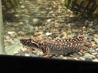 エビを持って来てくれたお客様 ノラさん エビを持って来てくれたお客様 ノラさん