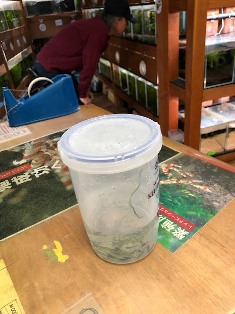 エビを持って来てくれたお客様 鈴敏シュリンプさん エビを持って来てくれたお客様 鈴敏シュリンプさん