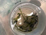 エビを持って来てくれたお客様 鈴敏シュリンプさん エビを持って来てくれたお客様 鈴敏シュリンプさん