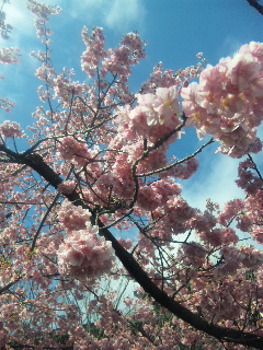 桜咲くら〜