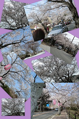 伊豆高原の桜まつり