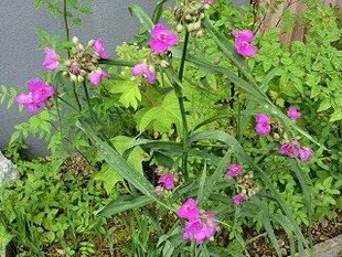 つゆ草が・・・・・・