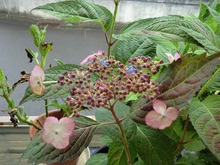 つゆ草が・・・・・・