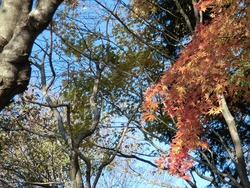 箱根の紅葉
