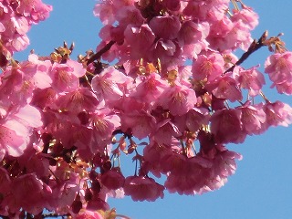 土肥桜を見におでかけ