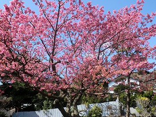 土肥桜を見におでかけ