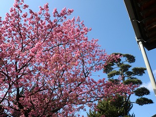 土肥桜を見におでかけ