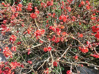 土肥桜を見におでかけ