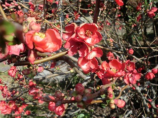 土肥桜を見におでかけ