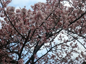 宇久須神社の椿寒桜開花