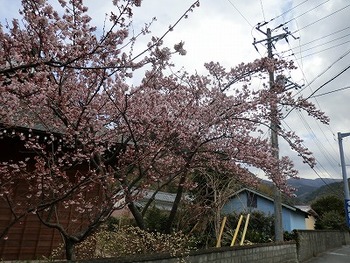 宇久須神社の椿寒桜開花