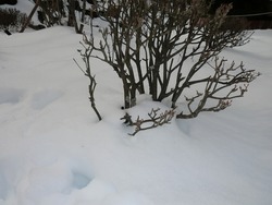 天城へ雪見