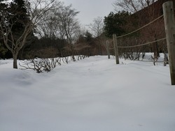 天城へ雪見