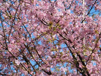 リバーサイドパークの桜